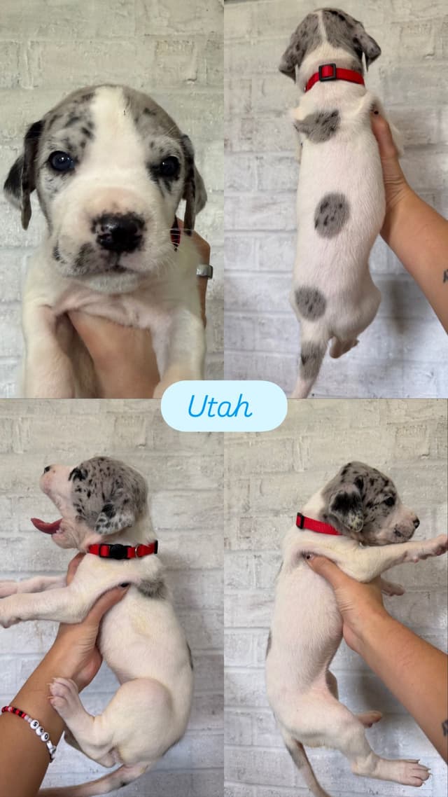 Great Dane Puppies - phone number 2817820316 media 5