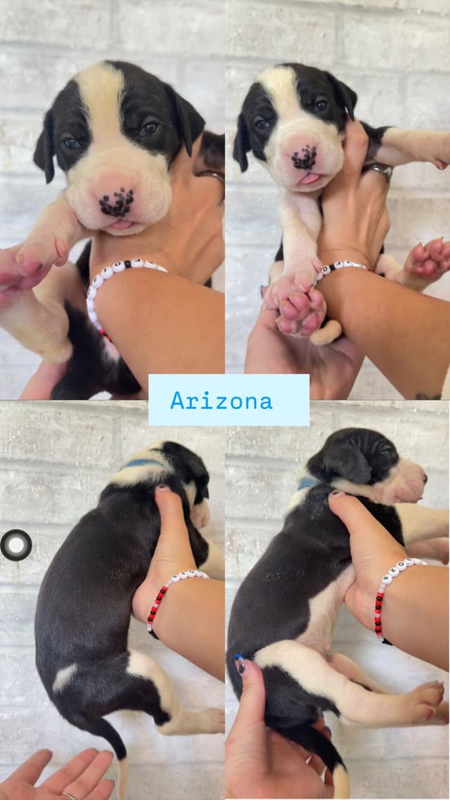 Great Dane Puppies - phone number 2817820316 media 6