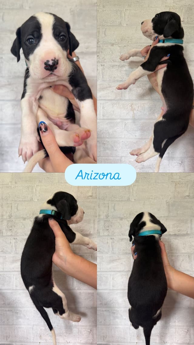 Great Dane Puppies - phone number 2817820316 media 7