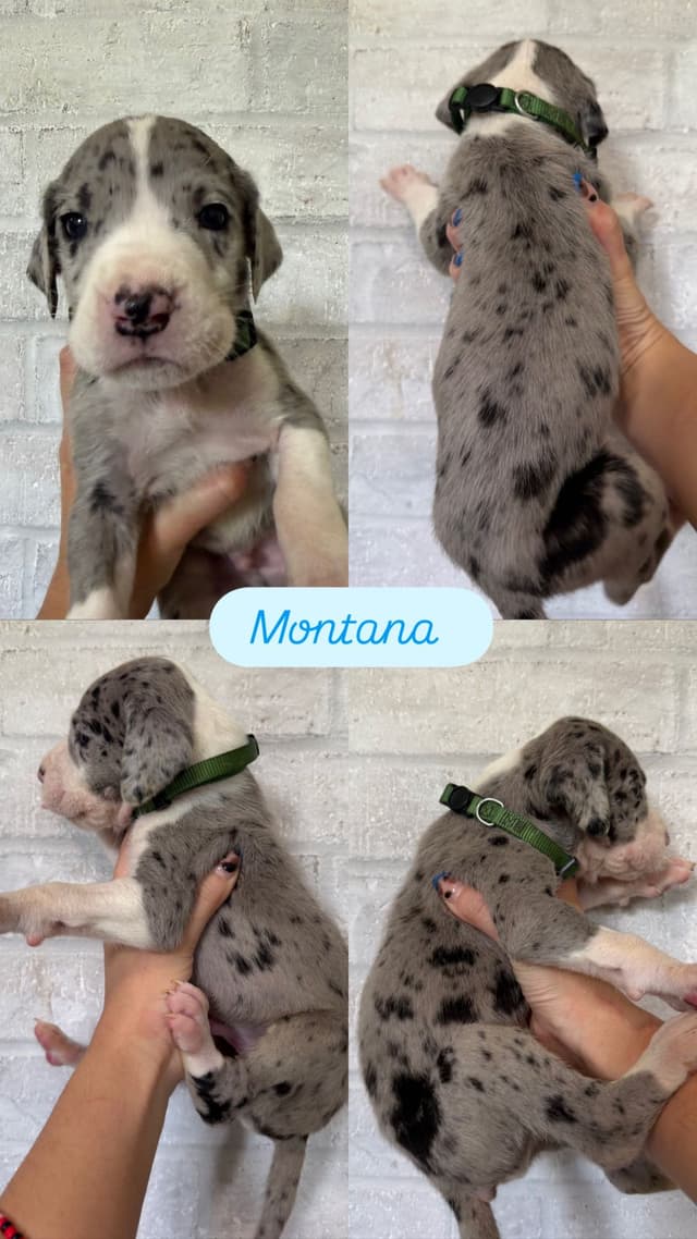 Great Dane Puppies - phone number 2817820316 media 8