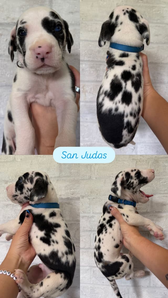 Great Dane Puppies - phone number 2817820316 media 10
