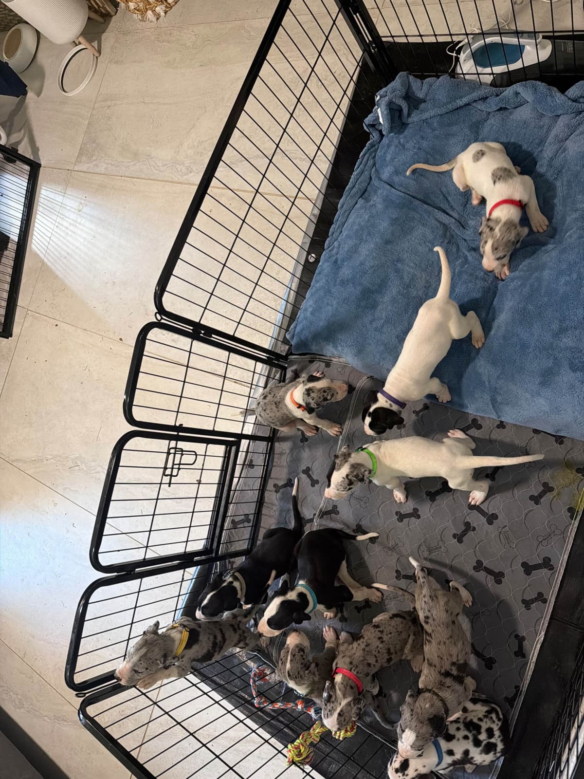 Great Dane Puppies - phone number 2817820316 breeder image 1