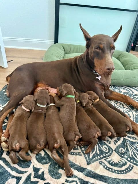 Doberman Pinscher Puppies - European - Family & Working Dog Parents media 6