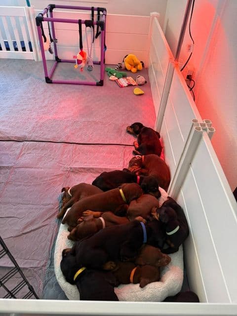 Doberman Pinscher Puppies - European - Family & Working Dog Parents media 7