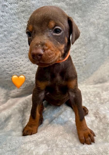 Doberman Pinscher Puppies - European - Family & Working Dog Parents media 3