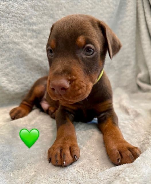 Doberman Pinscher Puppies - European - Family & Working Dog Parents media 4