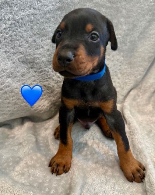 Doberman Pinscher Puppies - European - Family & Working Dog Parents media 2