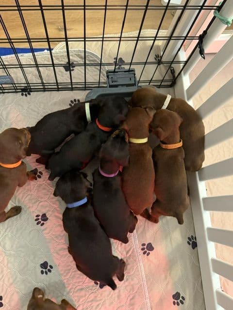 Doberman Pinscher Puppies - European - Family & Working Dog Parents breeder image 5