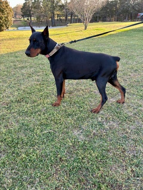 Doberman Pinscher Puppies - European - Family & Working Dog Parents breeder image 3