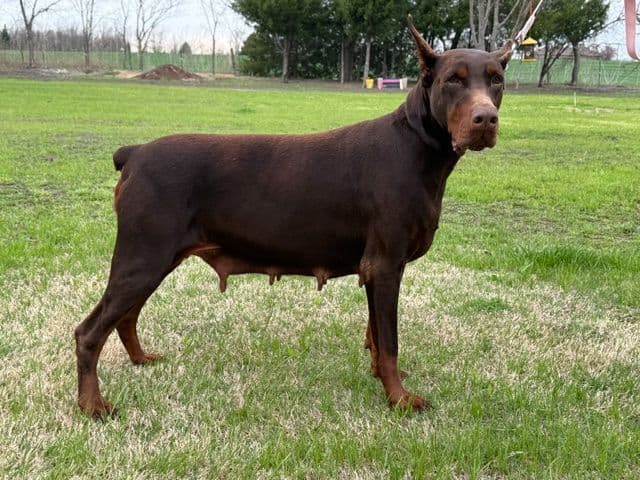 Doberman Pinscher Puppies - European - Family & Working Dog Parents breeder image 4