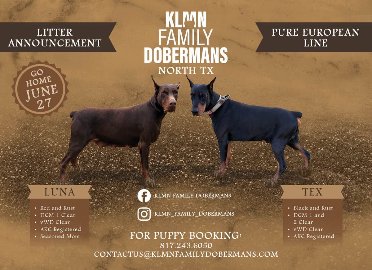 Doberman Pinscher Puppies - European - Family & Working Dog Parents breeder image 2