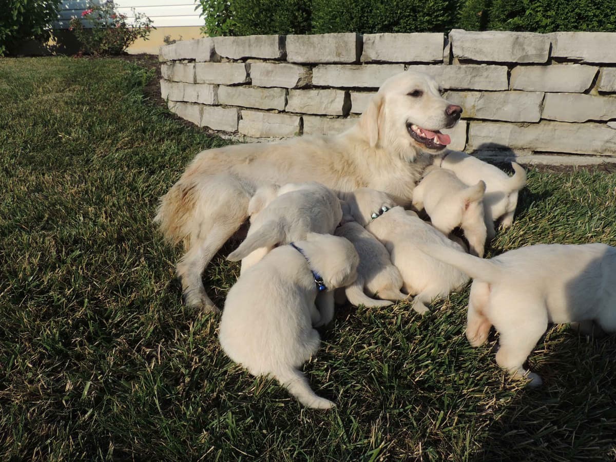 English Creme Golden Retriever Puppies breeder image 11