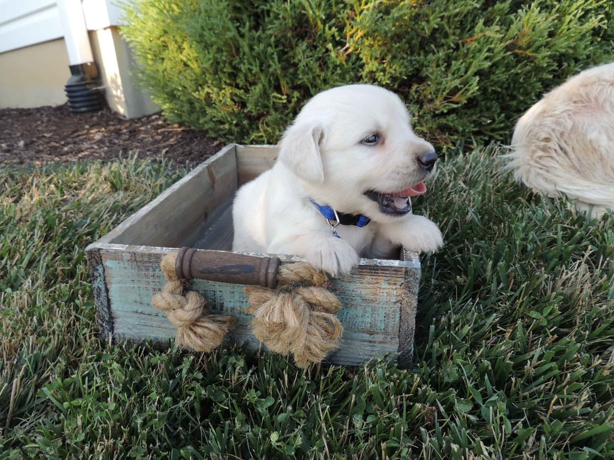 English Creme Golden Retriever Puppies breeder image 15