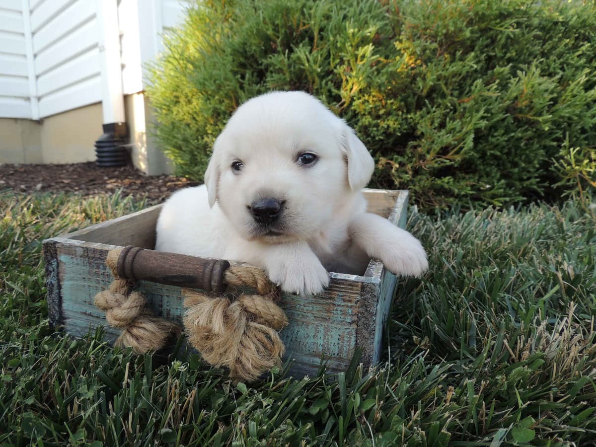 English Creme Golden Retriever Puppies breeder image 14