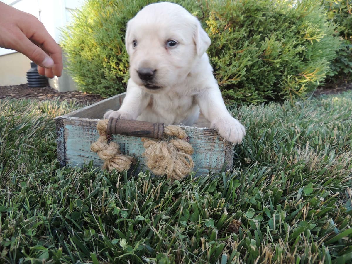English Creme Golden Retriever Puppies breeder image 4