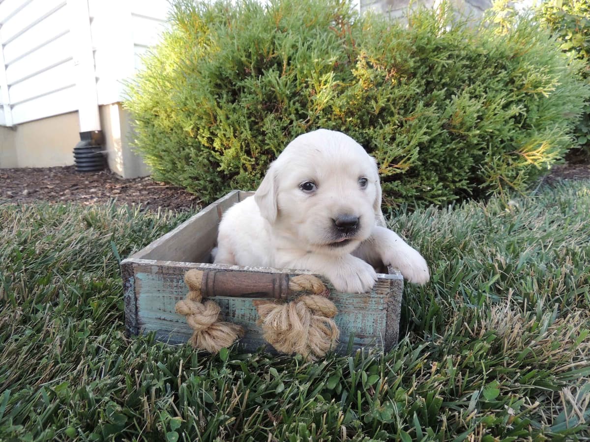 English Creme Golden Retriever Puppies breeder image 6