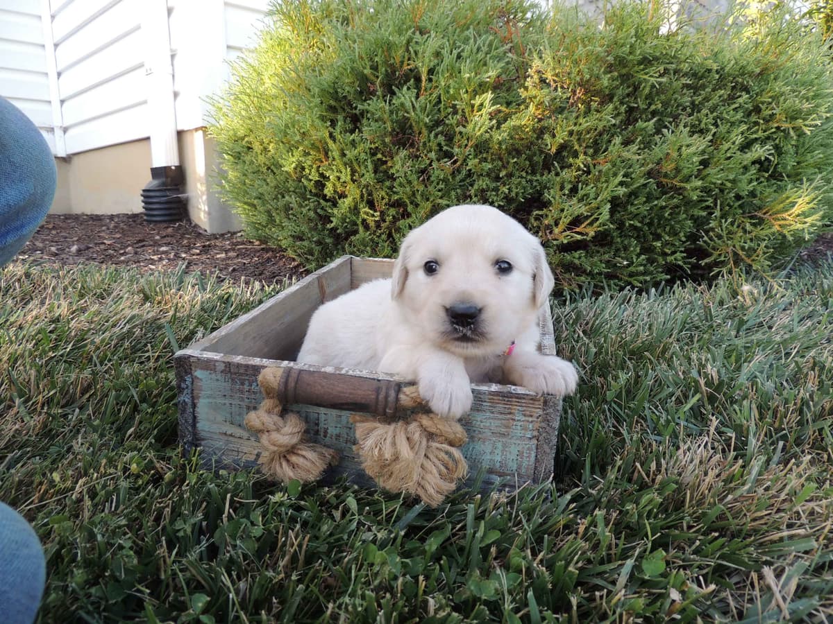 English Creme Golden Retriever Puppies breeder image 8