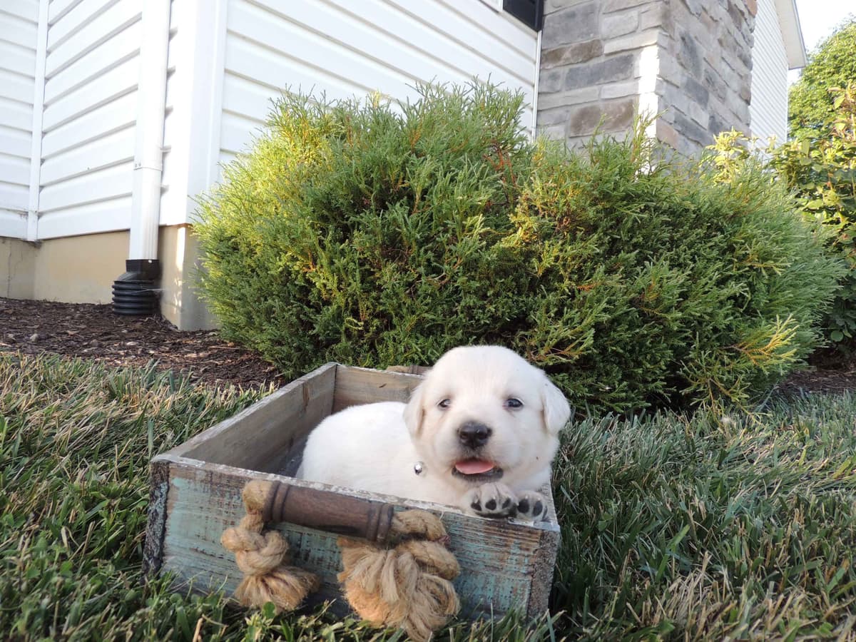 English Creme Golden Retriever Puppies breeder image 16