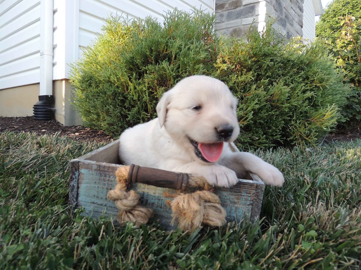 English Creme Golden Retriever Puppies breeder image 10
