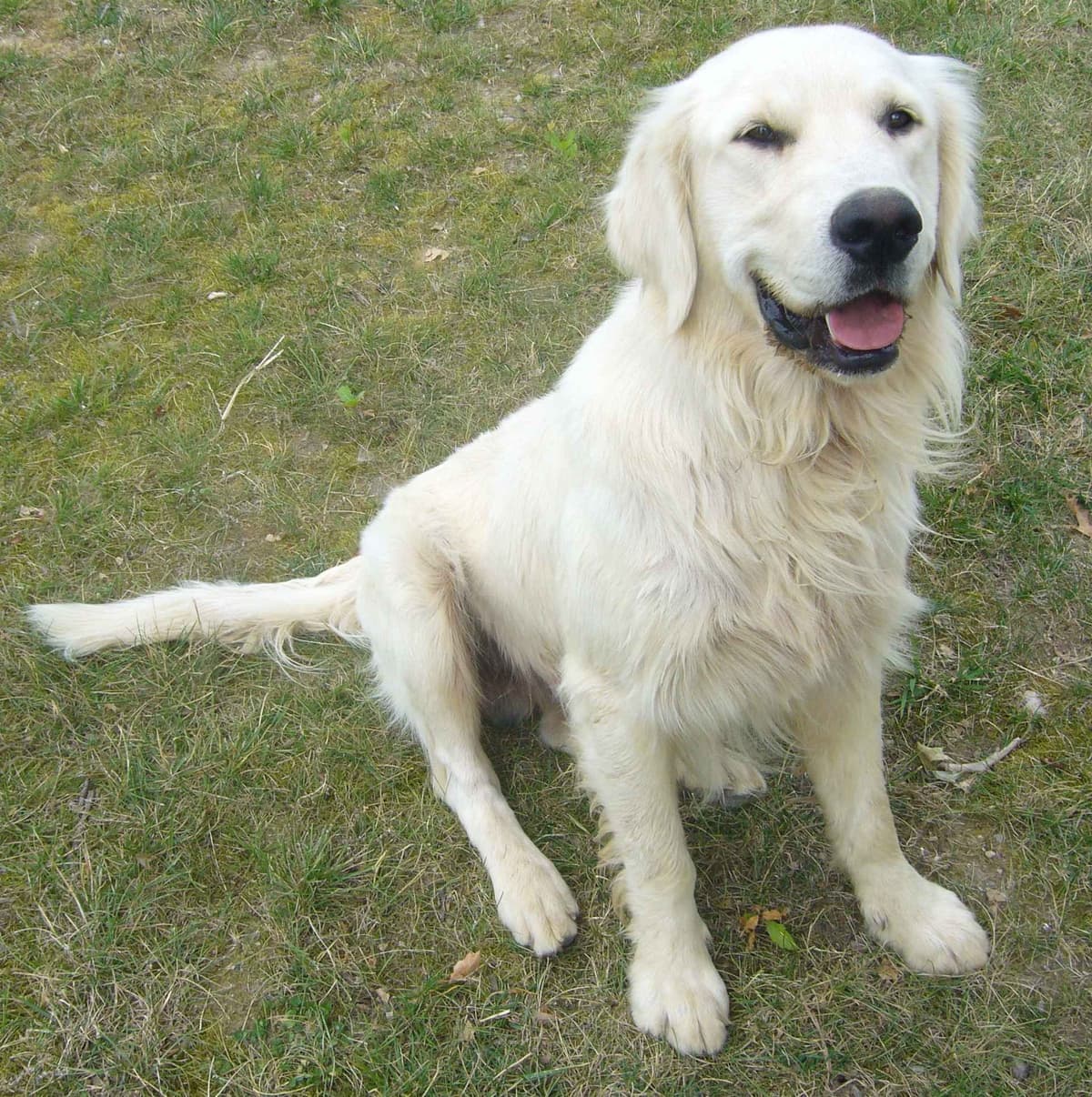English Creme Golden Retriever Puppies breeder image 13
