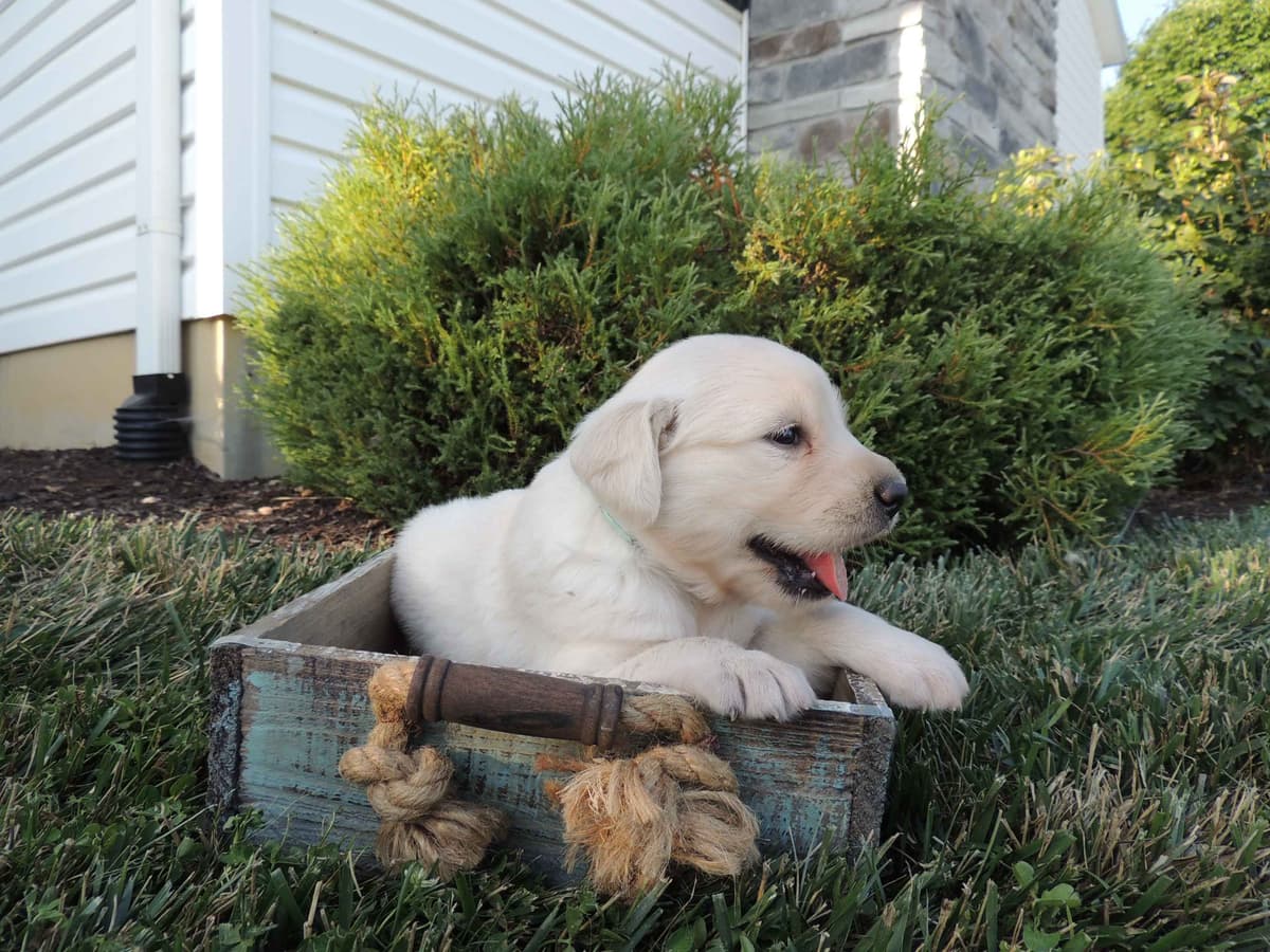 English Creme Golden Retriever Puppies breeder image 2