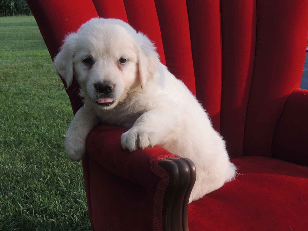 English Creme Golden Retriever Puppies breeder image 3