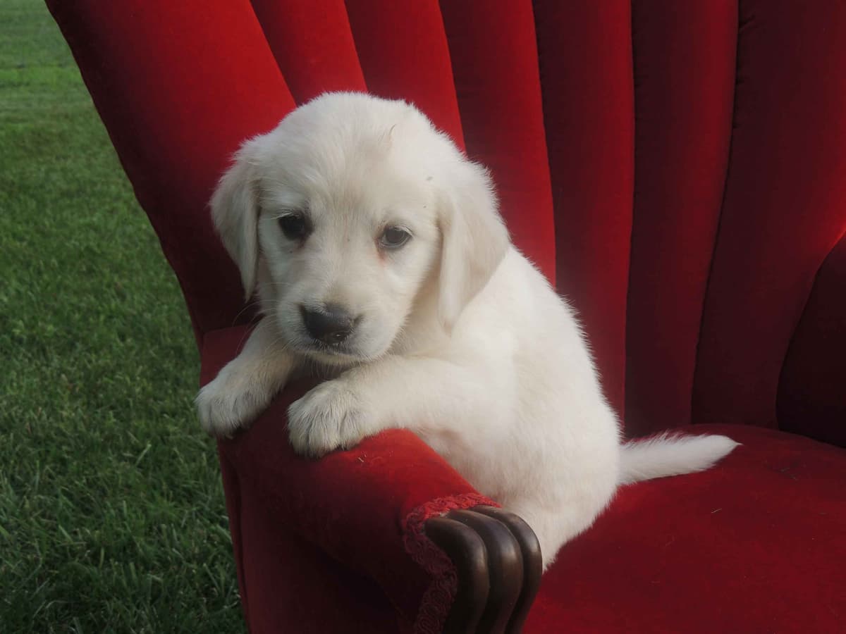 English Creme Golden Retriever Puppies breeder image 7