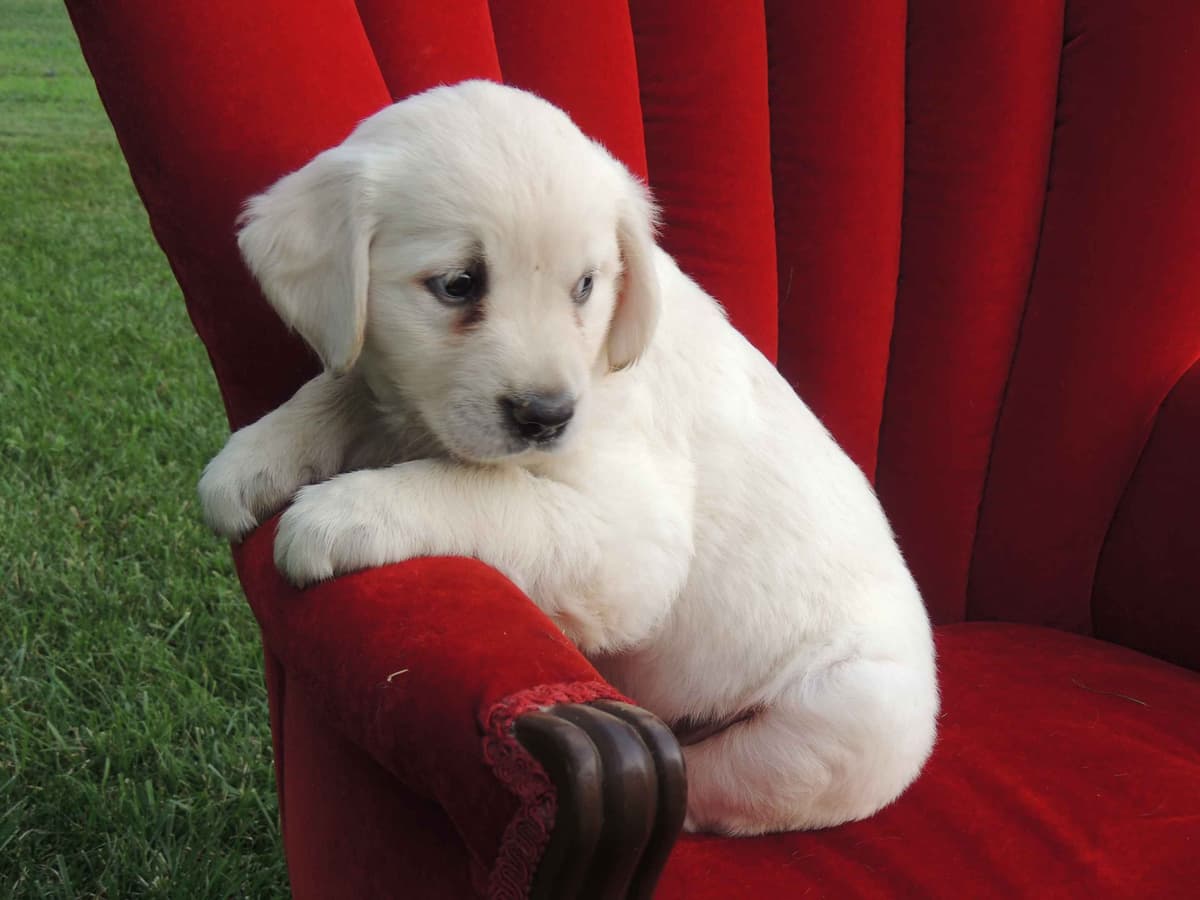 English Creme Golden Retriever Puppies breeder image 5