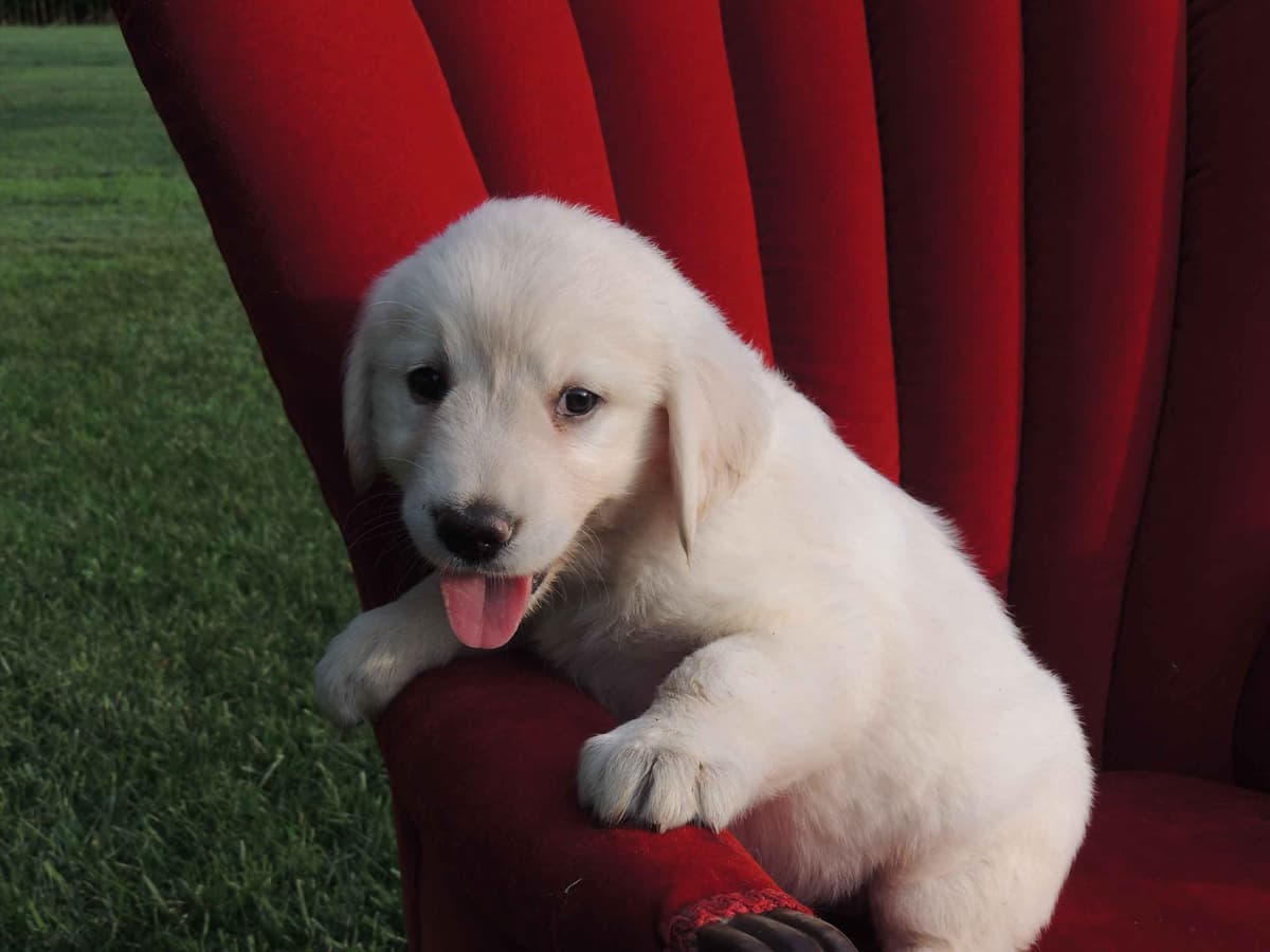 English Creme Golden Retriever Puppies breeder image 1