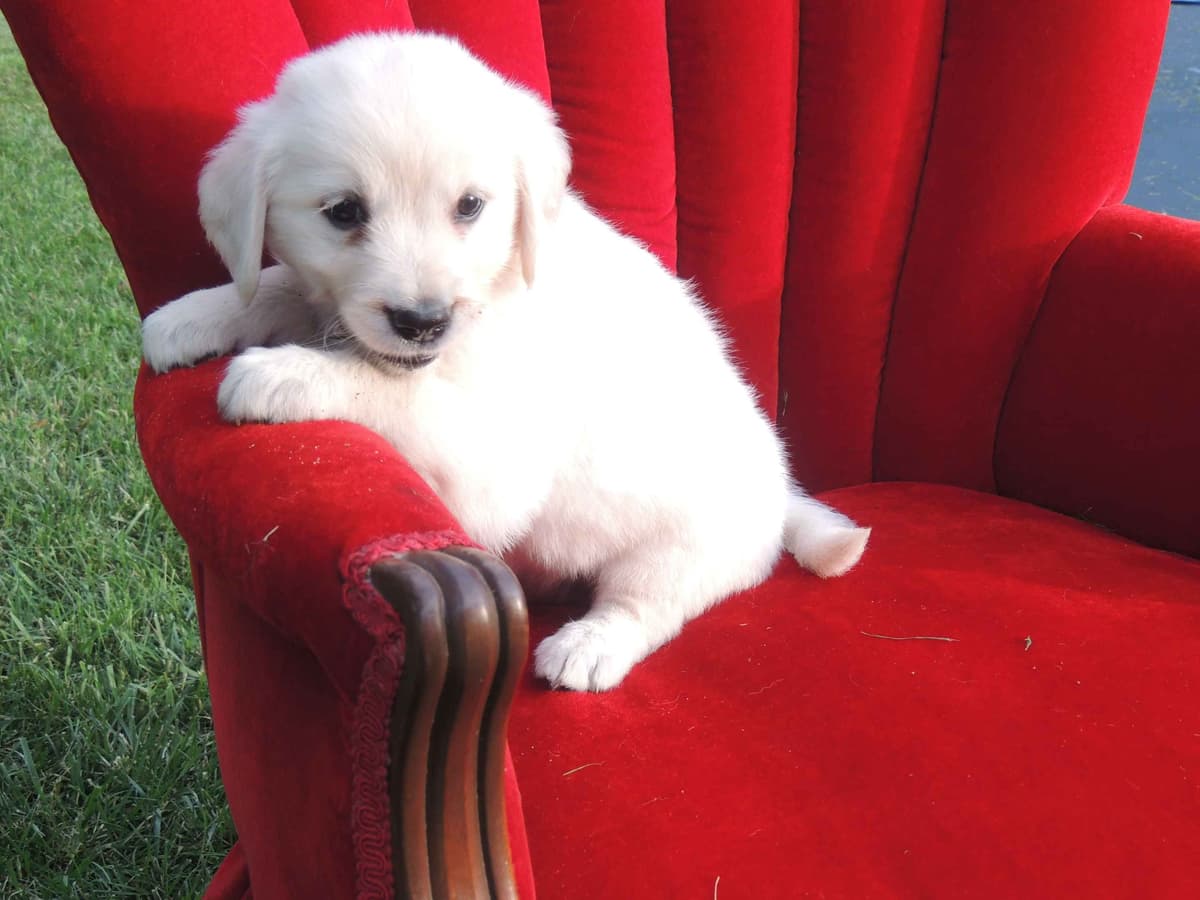 English Creme Golden Retriever Puppies breeder image 9