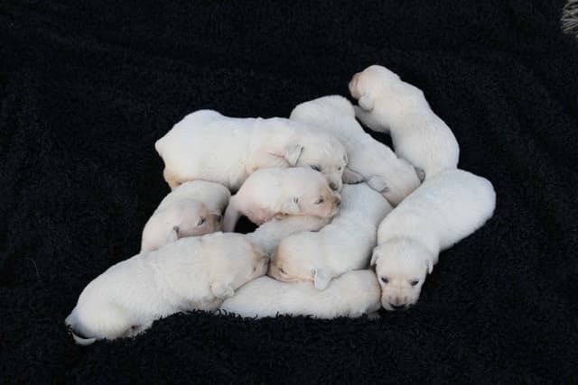 English Creme Golden Retriever Puppies media 12