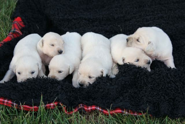 English Creme Golden Retriever Puppies media 13