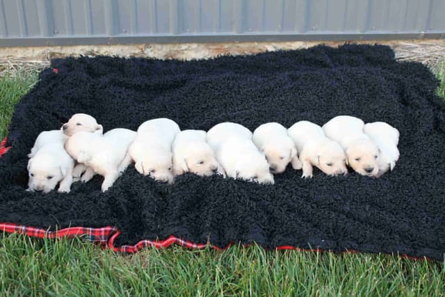 English Creme Golden Retriever Puppies media 15