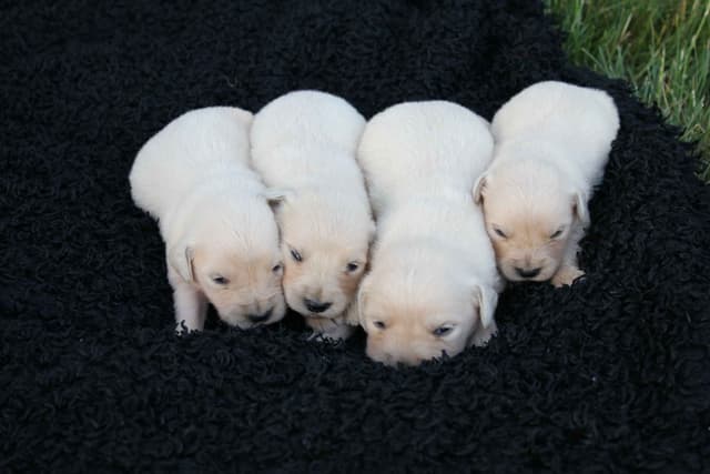 English Creme Golden Retriever Puppies media 14