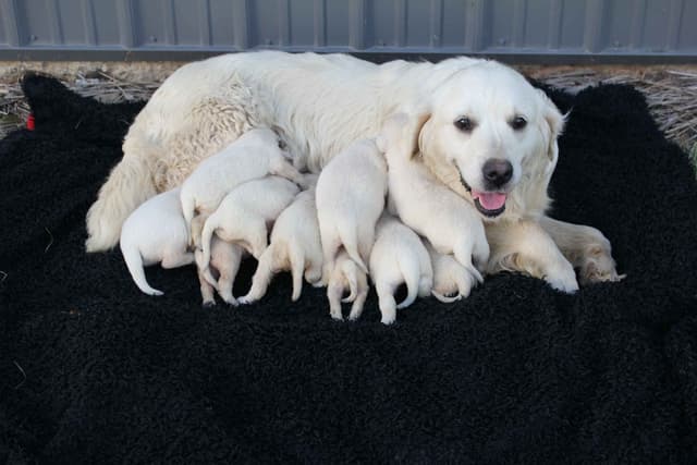 English Creme Golden Retriever Puppies media 11