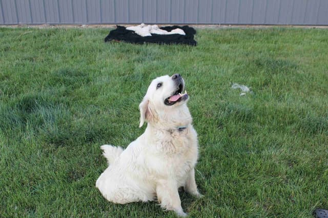 English Creme Golden Retriever Puppies media 16