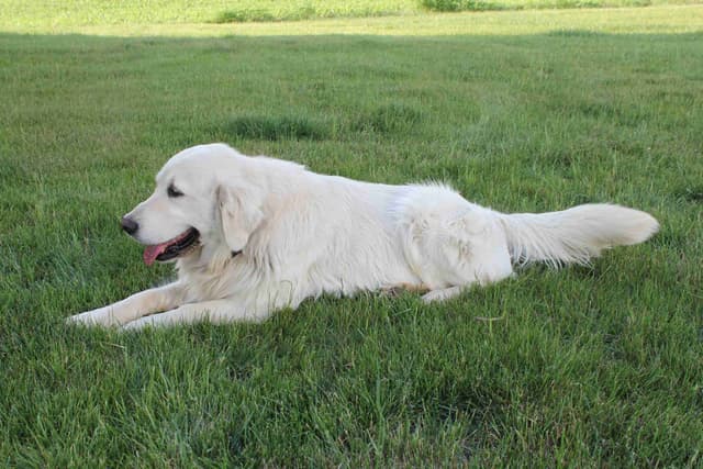 English Creme Golden Retriever Puppies media 18