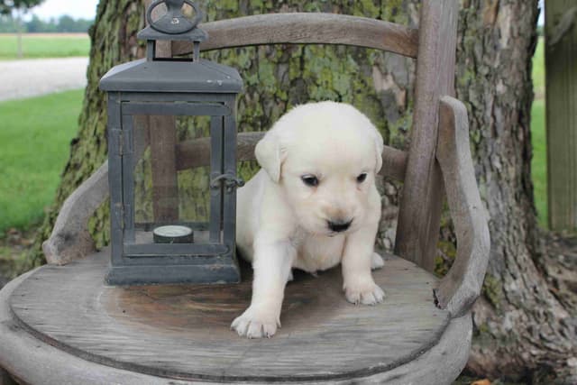 English Creme Golden Retriever Puppies media 7