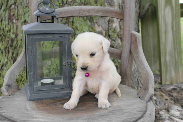 English Creme Golden Retriever Puppies media 8