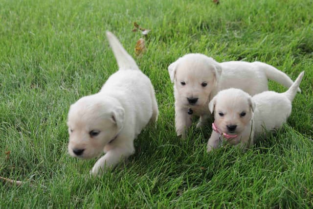 English Creme Golden Retriever Puppies media 9