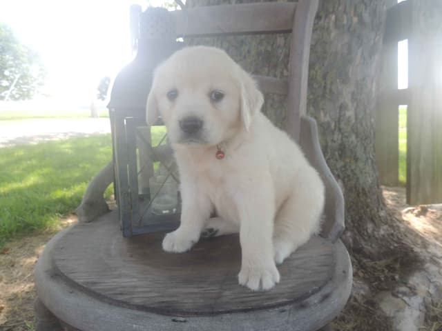 English Creme Golden Retriever Puppies media 3