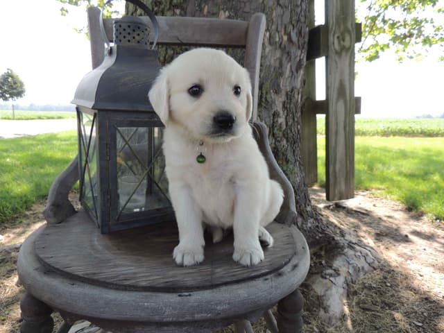 English Creme Golden Retriever Puppies media 2