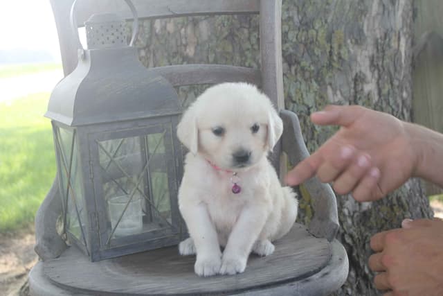 English Creme Golden Retriever Puppies media 4