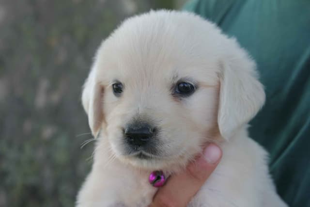 English Creme Golden Retriever Puppies media 5