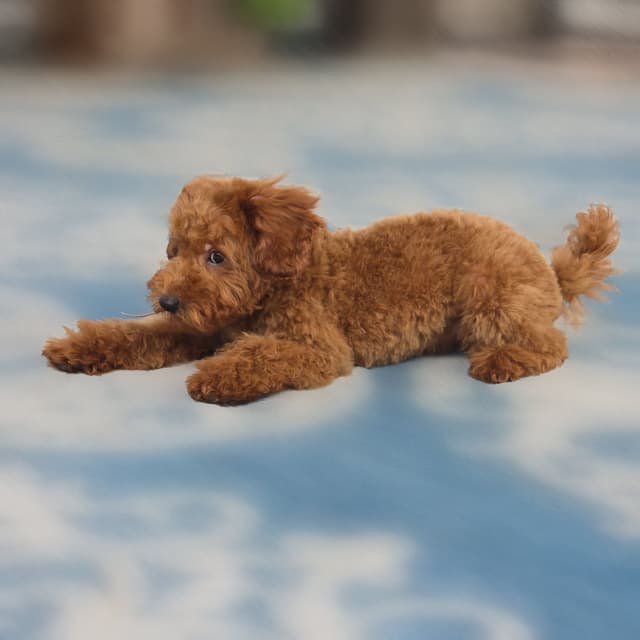 Red Mini Poodle Puppies media 3