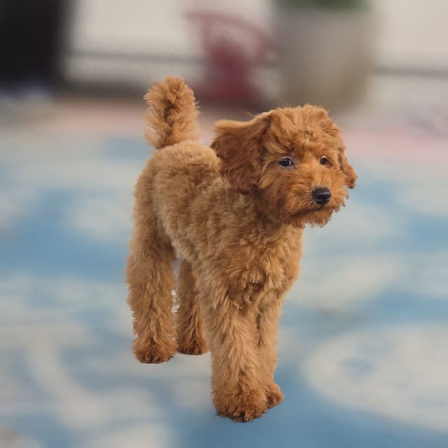 Red Mini Poodle Puppies media 4
