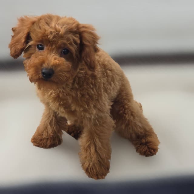 Red Mini Poodle Puppies media 5