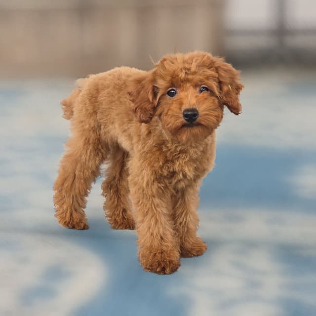 Red Mini Poodle Puppies media 6