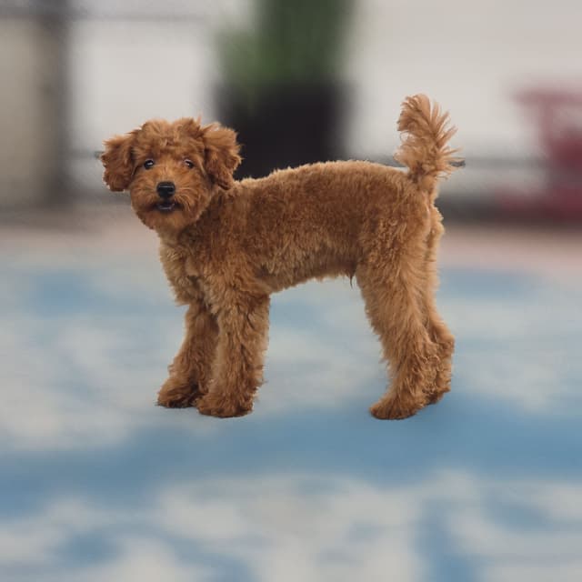 Red Mini Poodle Puppies media 7