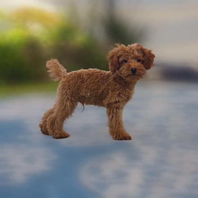 Red Mini Poodle Puppies media 8